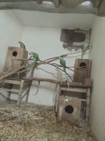 Raw parrots breader pair