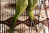 Green Ringneck Pair