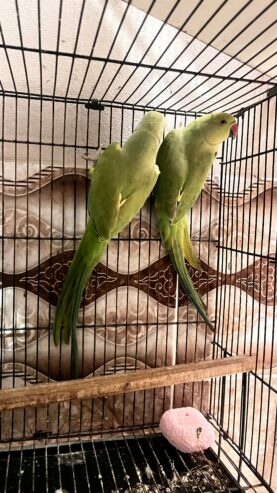 Green Ringneck Pair