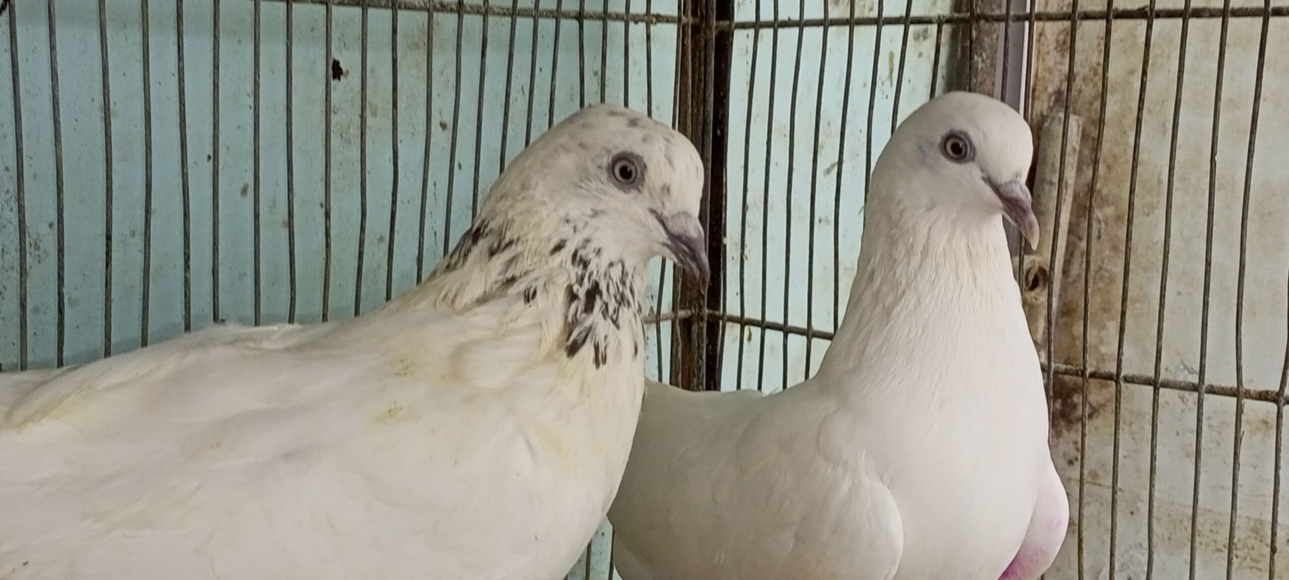 Pigeins