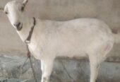 Barbri bakri for urgent sell