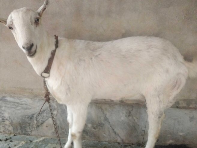 Barbri bakri for urgent sell