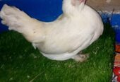 Mili flower bantam size female