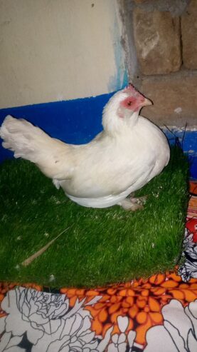 Mili flower bantam size female