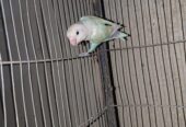 Blue pastel spit ino fertile male 2 year