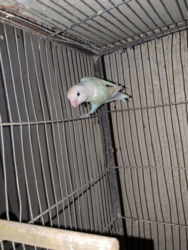 Blue pastel spit ino fertile male 2 year