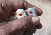 China dove diamond breeder pair