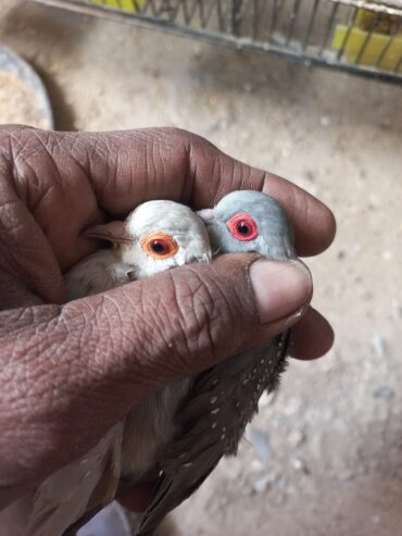 China dove diamond breeder pair