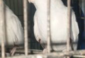 Parrots Cockatiel Eno Pair