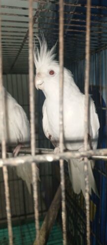 Parrots Cockatiel Eno Pair