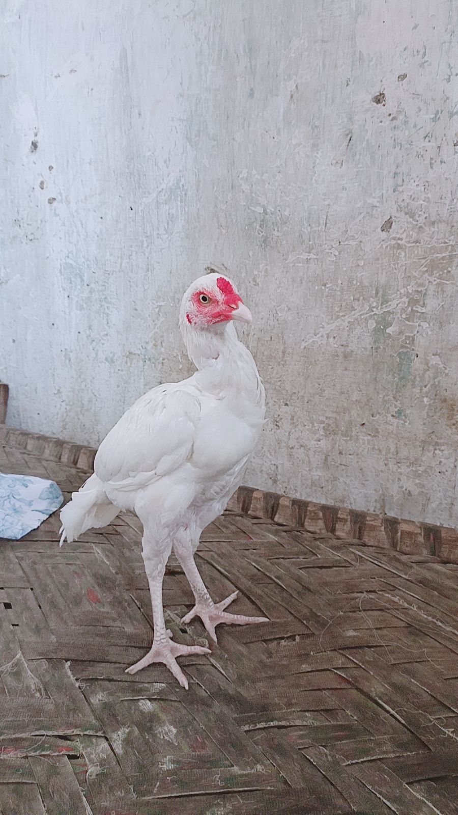 Khalifa aseel birds