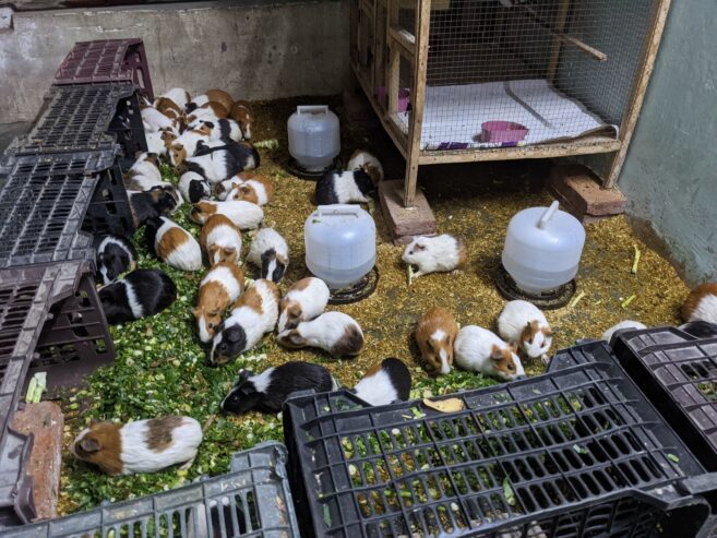 GUINEA PIG/ENGLISH CAVIES