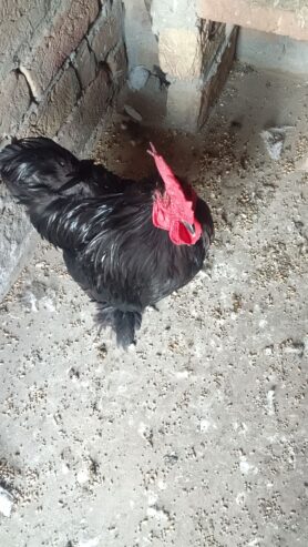 1 Pair Adult Bantom Hen