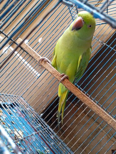 Green parrot