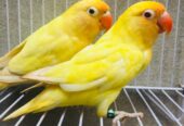 Albino, green, blue and parblue Opline love birds available