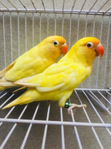 Albino, green, blue and parblue Opline love birds available