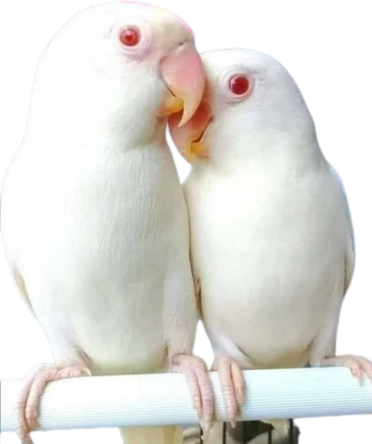 Albino, green, blue and parblue Opline love birds available