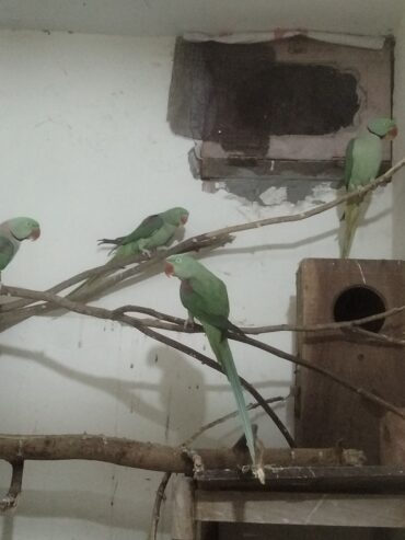 Raw parrots breader pair