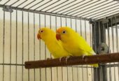 Albino, green, blue and parblue Opline love birds available