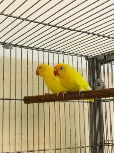 Albino, green, blue and parblue Opline love birds available