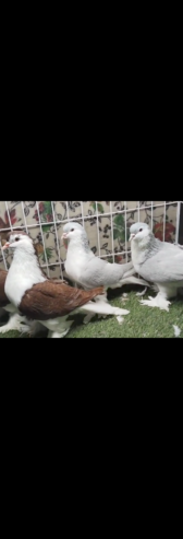 Lahori Sherazi silver and red pigeon