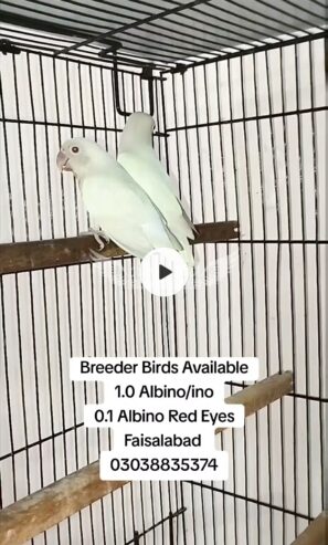 Albino/ino x Albino Red eyes Breeder pair