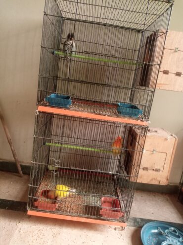 Lovebirds pairs for sale full breader pairs with cage