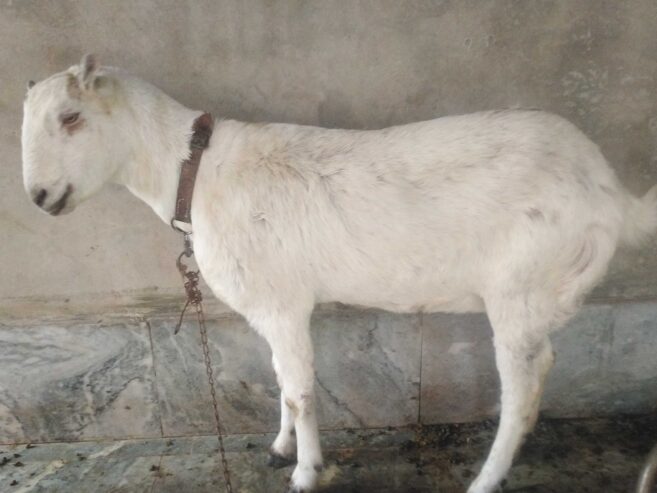 Barbri bakri for urgent sell