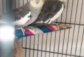 Parrots Cockatiel Pair