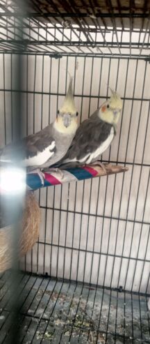 Parrots Cockatiel Pair