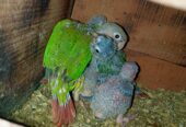 Painapple conure red factor