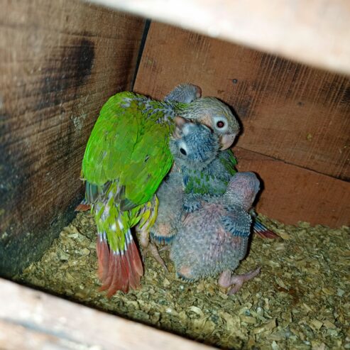 Painapple conure red factor