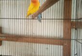 Lotion pasnata male blue pasnata female breeder pair for sale