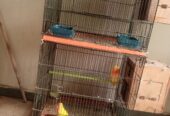 Lovebirds for sale full breader pairs with cage