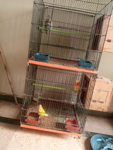 Lovebirds for sale full breader pairs with cage