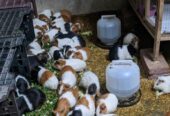 GUINEA PIG/ENGLISH CAVIES