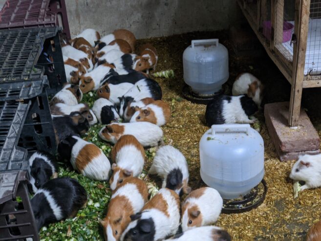 GUINEA PIG/ENGLISH CAVIES