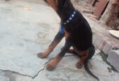 Rotwiller female 3 month ki