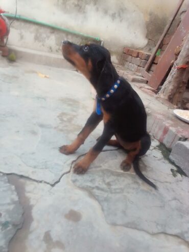 Rotwiller female 3 month ki