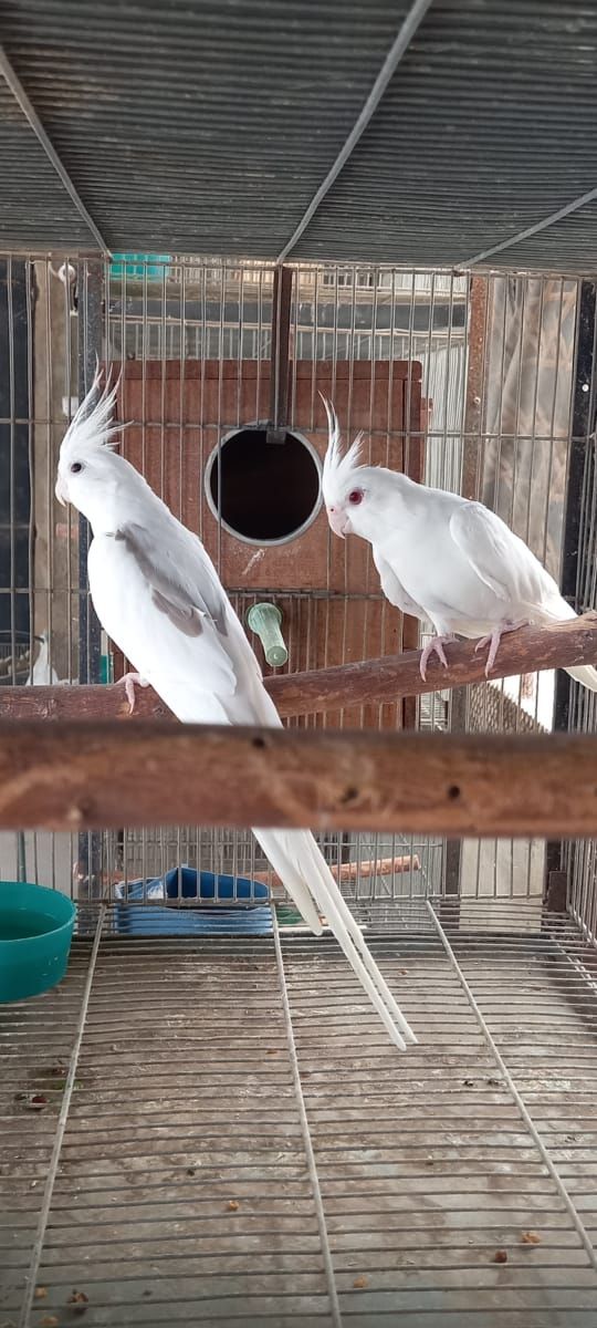 Cockatiel’s Experts