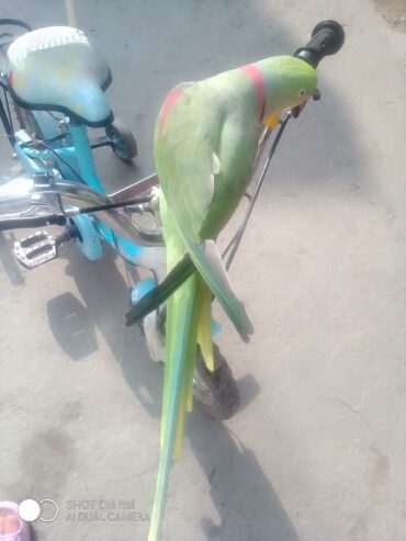 Talking raw PARROT