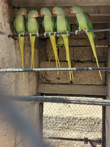 RAW/ Yellow Ringneck Parrots