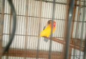 Lotion pasnata male blue pasnata female breeder pair for sale