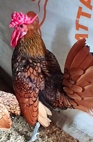 Fancy Rooster available