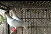 Paper white budapest breeder with chick