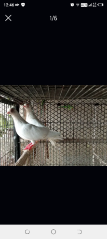 Paper white budapest breeder with chick