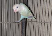 Blue pastel spit ino fertile male 2 year