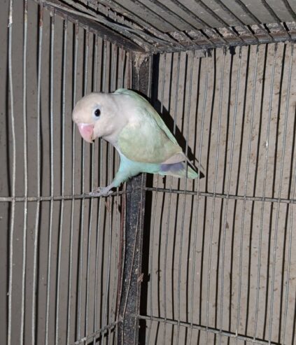 Blue pastel spit ino fertile male 2 year