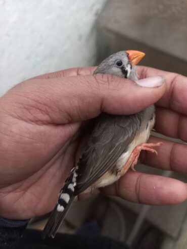 Finch pair