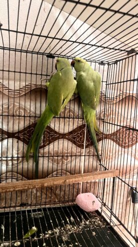 Green Ringneck Pair